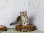Tree Top II Kittens