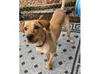 Hal, Golden Retriever For Adoption In Coventry, Connecticut