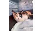 Millie, Domestic Shorthair For Adoption In Sebastian, Florida