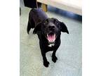 Leroy, Labrador Retriever For Adoption In Albany, Georgia