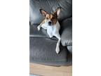 Haneul, Jack Russell Terrier For Adoption In Zephyr, Ontario