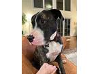Phoebe (in Foster), American Pit Bull Terrier For Adoption In Petersburg