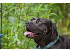 Bumble Bee, Labrador Retriever For Adoption In Gainesville, Florida