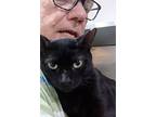 Ricky, American Shorthair For Adoption In West Palm Beach, Florida