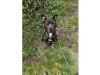 Biggie, American Pit Bull Terrier For Adoption In Kingston, New York