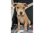 Harvey Spector, Staffordshire Bull Terrier For Adoption In Locust Grove, Georgia
