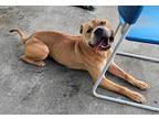 Rocky! Mellow, Sweet Guy!, American Pit Bull Terrier For Adoption In Meriden
