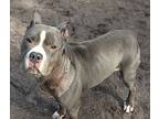 Reeses Puppycups, American Staffordshire Terrier For Adoption In Forked River