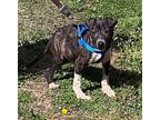 Bubble Guppie, Labrador Retriever For Adoption In Rossville, Tennessee
