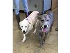 Maxie, Labrador Retriever For Adoption In Vail, Arizona