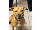 Patchouli, American Pit Bull Terrier For Adoption In Wausau, Wisconsin