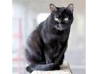 Rotini, Domestic Shorthair For Adoption In Estherville, Iowa