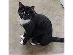 Wilson, Domestic Shorthair For Adoption In Estherville, Iowa