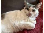 Honey Girl, Ragdoll For Adoption In Novato, California