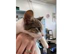 Bella The Huggable 4 Mo Kitten, Domestic Shorthair For Adoption In Encinitas