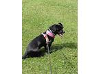 Onyx, Dachshund For Adoption In Hayden, Alabama