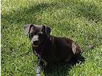 Grey, Dachshund For Adoption In Hayden, Alabama
