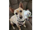 Max Memphis, Rat Terrier For Adoption In Las Vegas, Nevada