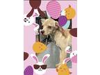 Elvis, Rat Terrier For Adoption In Santa Ana, California