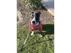 Honey B, American Staffordshire Terrier For Adoption In Davis, California