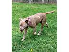 Peep, American Staffordshire Terrier For Adoption In Hearne, Texas