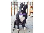Adonis, American Staffordshire Terrier For Adoption In Bakersfield, California