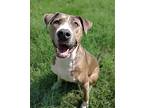 Xena, American Staffordshire Terrier For Adoption In Sanford, North Carolina