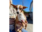 Sandy, Parson Russell Terrier For Adoption In Capistrano Beach, California
