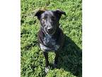 Sheba, Labrador Retriever For Adoption In Fairfield, Illinois