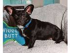 Blacky, Dachshund For Adoption In Hayden, Alabama