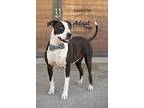 Newbie, American Pit Bull Terrier For Adoption In Bakersfield, California