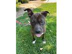 Freya Aka Louise, Staffordshire Bull Terrier For Adoption In Capistrano Beach