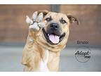Bristol, American Pit Bull Terrier For Adoption In Bakersfield, California