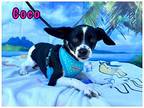 Coco, Rat Terrier For Adoption In Capistrano Beach, California