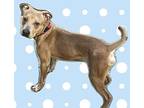 Peanut, Staffordshire Bull Terrier For Adoption In Santa Ana, California