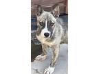 Nona, Staffordshire Bull Terrier For Adoption In Santa Ana, California