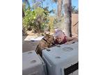Evantually The Mother Lover, Golden Retriever For Adoption In Encinitas