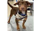Jasper, Dachshund For Adoption In Santa Ana, California