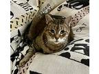 Tulip Declawed, Domestic Shorthair For Adoption In Mobile, Alabama