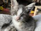 Smith, Domestic Shorthair For Adoption In Newaygo, Michigan