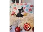 Bugs, Domestic Shorthair For Adoption In Tahlequah, Oklahoma