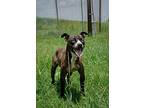 Liberty, Terrier (unknown Type, Medium) For Adoption In Abbeville, Louisiana