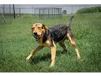 Ray, Terrier (unknown Type, Medium) For Adoption In Abbeville, Louisiana