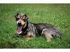 Macey, Terrier (unknown Type, Medium) For Adoption In Abbeville, Louisiana