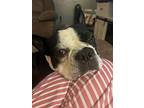 Fred Astaire-(sfc) 4347sc, Boston Terrier For Adoption In Maryville, Tennessee