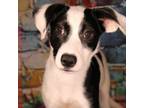 Adopt Oreo a Shepherd, Retriever