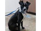Adopt Kung Fu Panda a Pit Bull Terrier