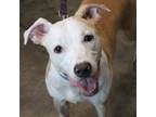 Adopt Dream a Pit Bull Terrier