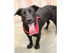 Adopt Poppy a Labrador Retriever, Terrier