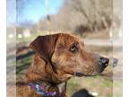Mountain Cur Mix DOG FOR ADOPTION RGADN-1094560 - Carlos - Sponsored - Mountain